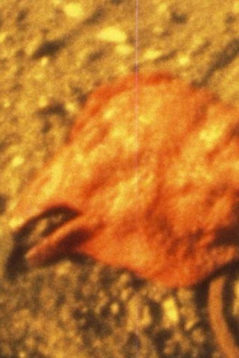 Movie poster for Chicken Head (1996)