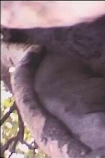 Movie poster for Béton armé contre dame nature (1999)