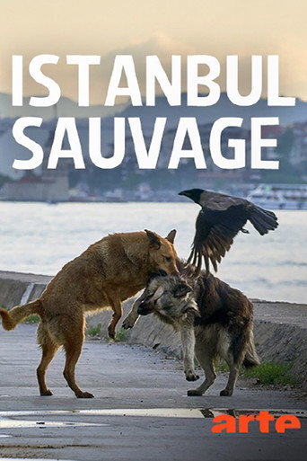 Istanbul sauvage poster