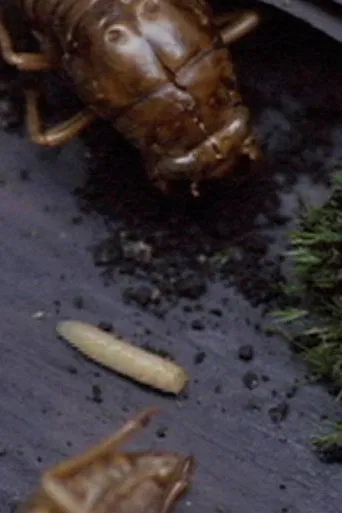 Movie poster for A Story Constructed of 17 Pieces of Space and 1 Maggot (2007)