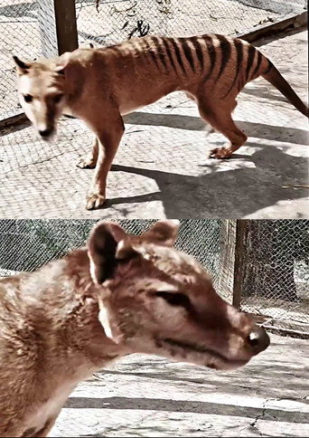 Movie poster for Tasmanian Tiger in Colour (2021)