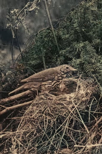 Movie poster for Wild Birds in Their Haunts (1909)