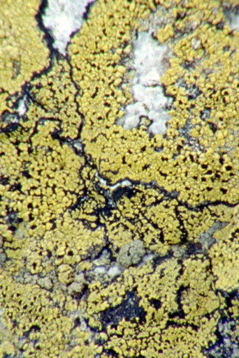 Movie poster for Lichens Are The Way (2024)