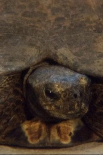Movie poster for Turtle (2011)