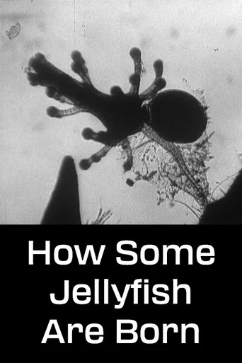 Movie poster for How Some Jellyfish Are Born (1960)