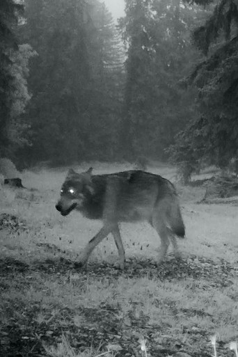 Movie poster for Le dernier loup (2026)