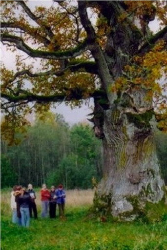 Movie poster for In the Shade of the Oak Tree (2007)
