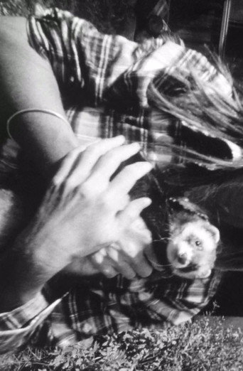 Movie poster for Ferrett Film (1971)