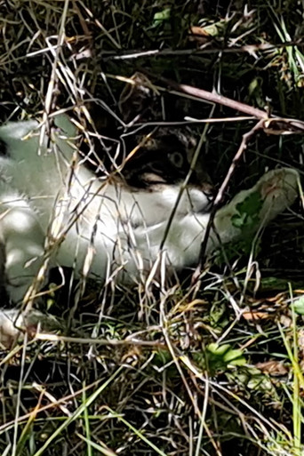 Movie poster for Cat in Ebeltoft (2024)