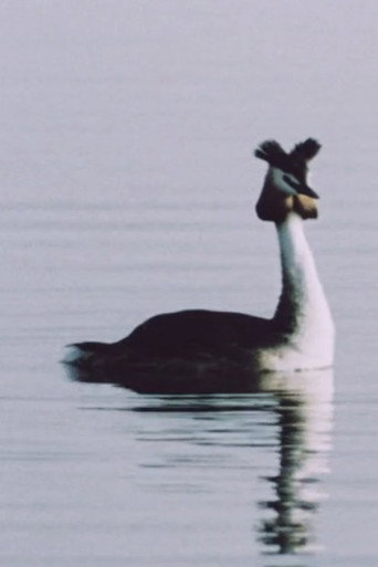 Ühe armastuse lugu poster