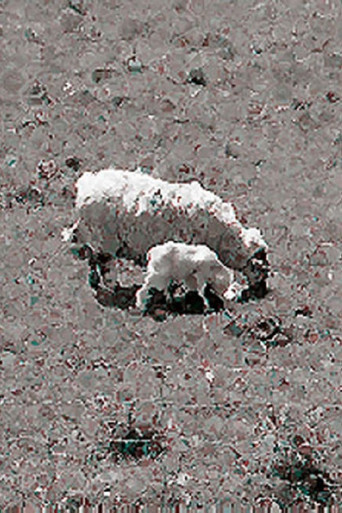 Movie poster for Sheep (1991)