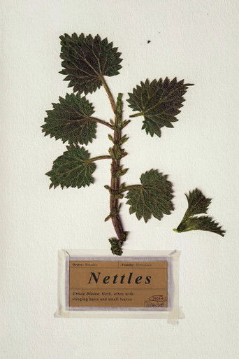 Nettles poster