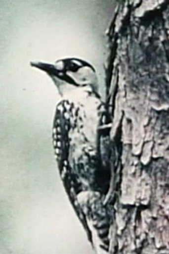 Natural History poster