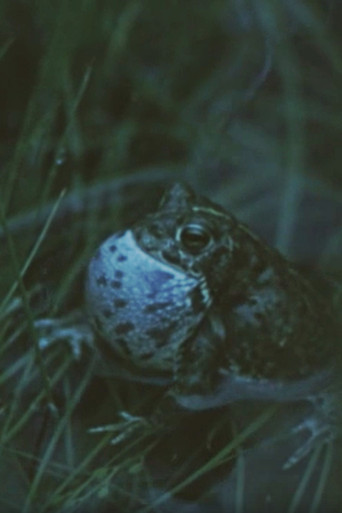 Vicious Animal poster