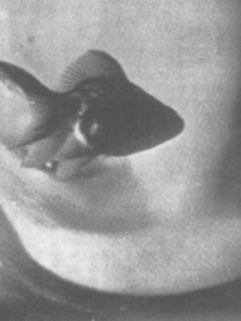 Movie poster for Conversation Between Nail and Socks (1958)