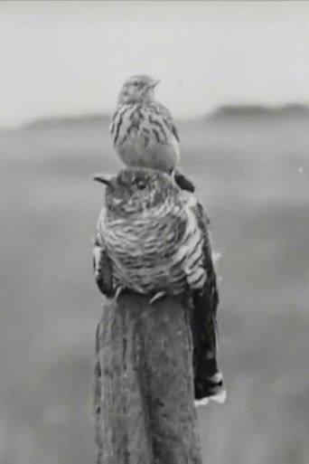 The Cuckoo's Secret poster