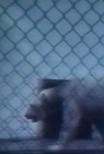 What do old bears dream of? poster