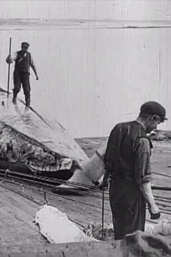 Movie poster for Whaling Afloat and Ashore (1908)