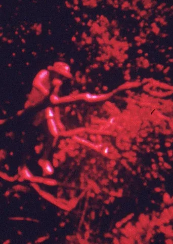 Movie poster for Island Fuse (1971)