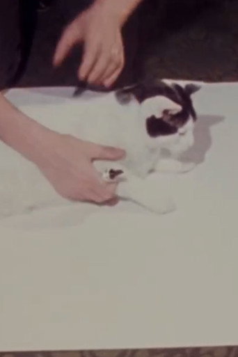 Movie poster for How to Draw a Cat (1973)