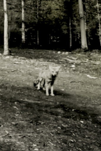 Movie poster for Last shot of the Argentine Grey Fox (2024)