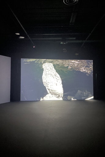 Movie poster for The Owl, The Travellers, and The Cement Drain (2024)