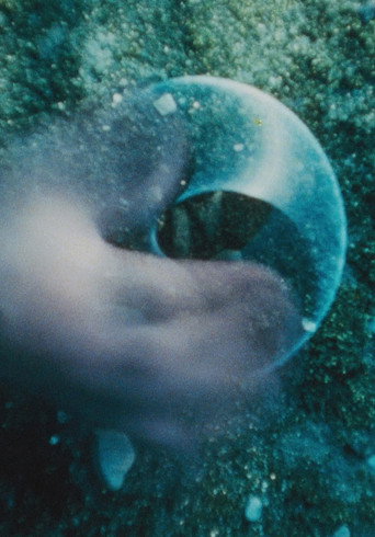 Movie poster for Compass (1980)