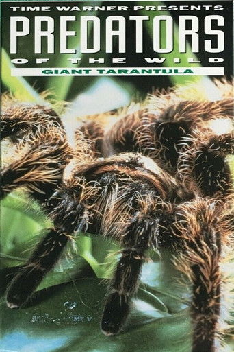 Predators of the Wild: Giant Tarantula poster