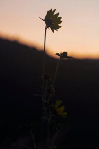 Movie poster for The Dawn Chorus (2021)