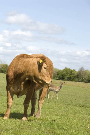 Movie poster for The Herd (2008)