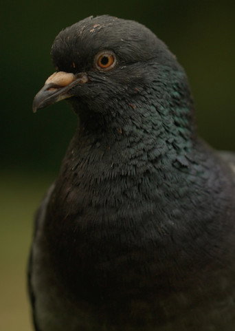 Movie poster for Deformed Pigeon Feet (2021)
