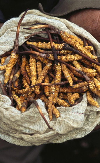 Movie poster for Yarsagumbu, l'or de l'Himalaya (2011)