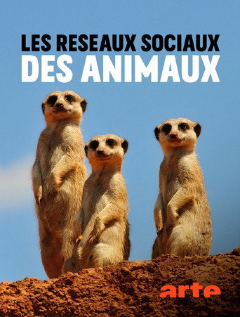 Series poster for Animal Social Network (2021)