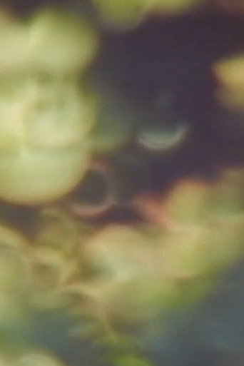 Movie poster for Refractions in Green (2025)