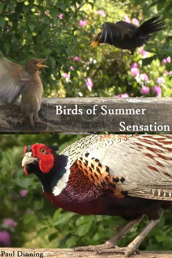 Movie poster for Birds of Summer Sensation (2023)