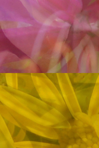 Movie poster for Mutus Floris (2011)
