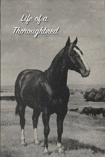 Movie poster for Life of a Thoroughbred (1941)