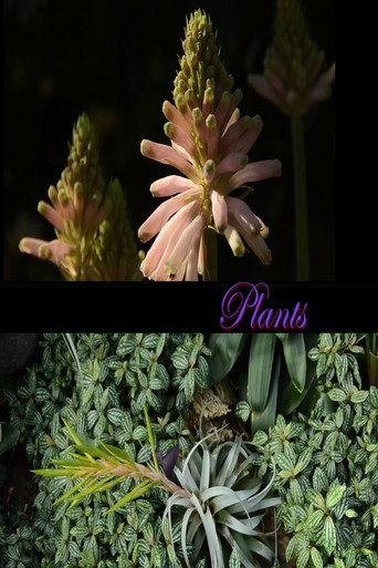 Movie poster for Plants (2026)