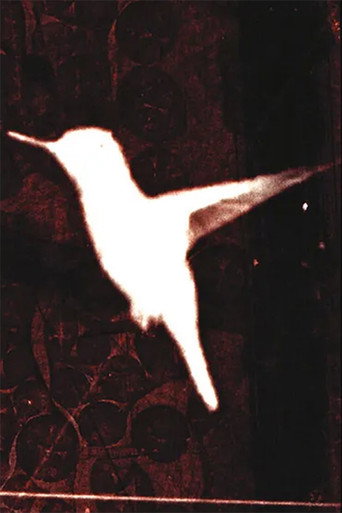 Movie poster for lessons on flight (2024)