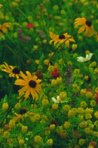 Movie poster for Mountain Wildflowers (2024)