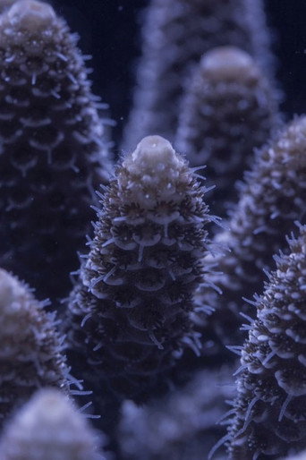 Movie poster for For the Love of Corals (2018)