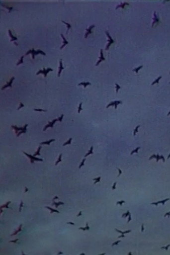 Встреча на острове poster