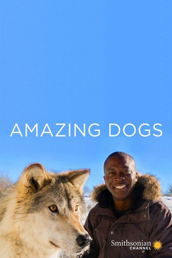 Amazing Dogs poster