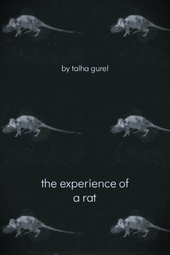 Movie poster for The Experience of a Rat (2025)