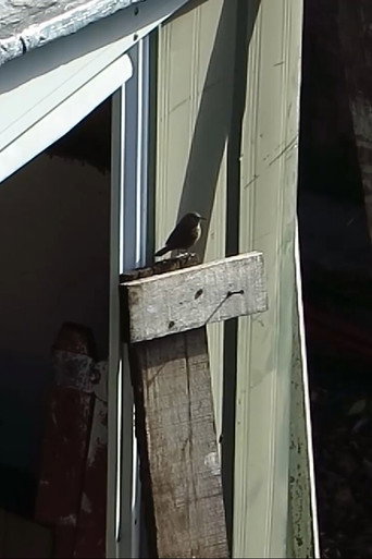 Jardín de piedra poster