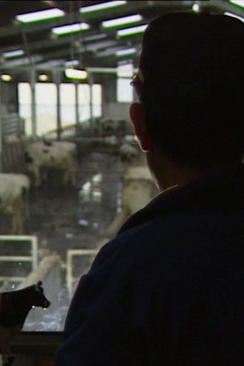 Des taureaux et des vaches poster