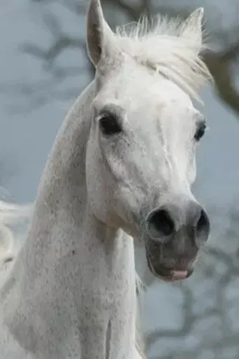 Den perfekta araben poster