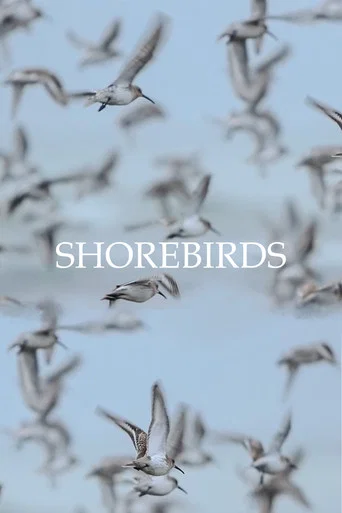 Movie poster for Shorebirds (2023)