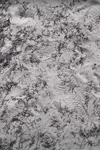 Seeds (Sketch 1) poster