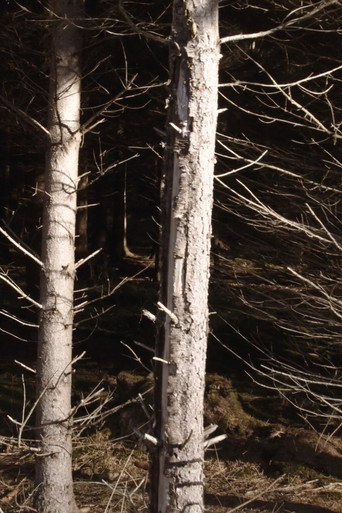 Movie poster for Recreational Forest (2020)